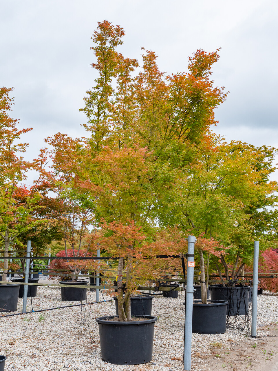 Acer palmatum | Japanese maple - Pepinierele Van den Berk